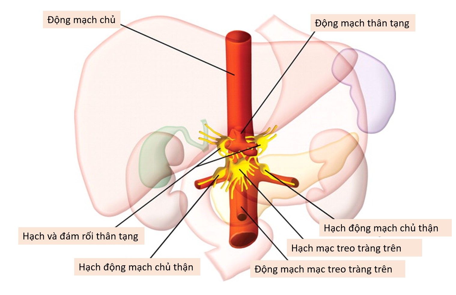Giảm đau bằng diệt đám rối thân tạng - Bệnh viện Bạch Mai