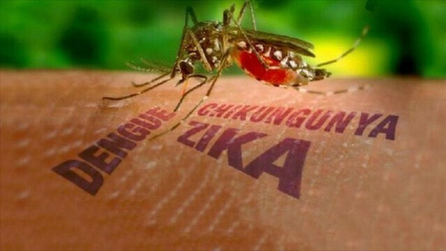 Virus Zika gây nguy hiểm như thế nào khi truyền từ mẹ sang con? - Bệnh viện Bạch Mai