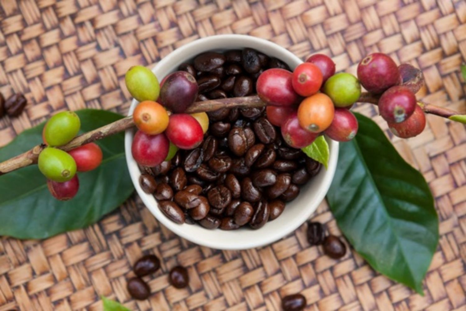 Quả cà phê có ăn được không và có những lợi ích gì?