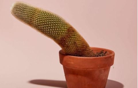 Căn bệnh Peyronie gây đau dương vật khi cương cứng - Nam khoa Penuma