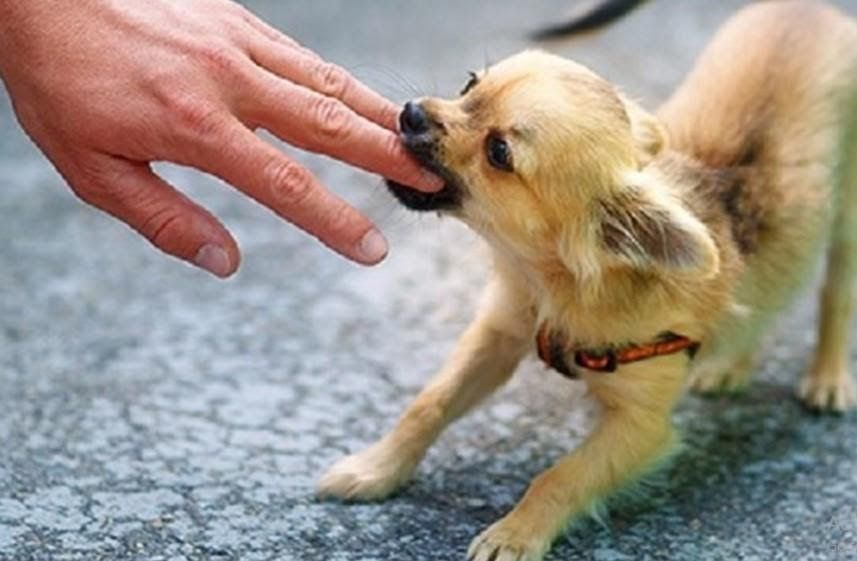 Tạo hình thành công dương vật cho bệnh nhân không may bị chó cắn - Nam khoa Penuma