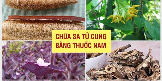 Những bí quyết sử dụng cây thuốc nam trị sa tử cung hiệu quả