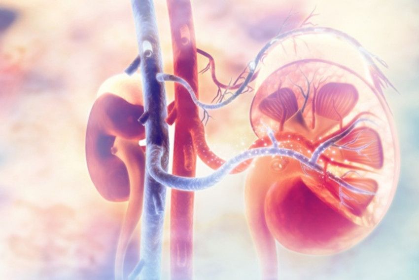 Bệnh thận IgA (bệnh Berger) là gì? Có nguy hiểm không?