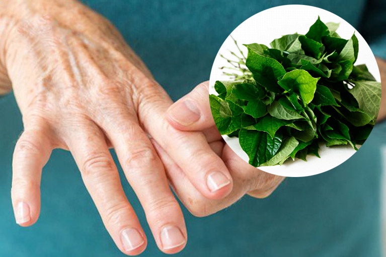 Lá lốt rất tốt cho người bị tê bì chân tay