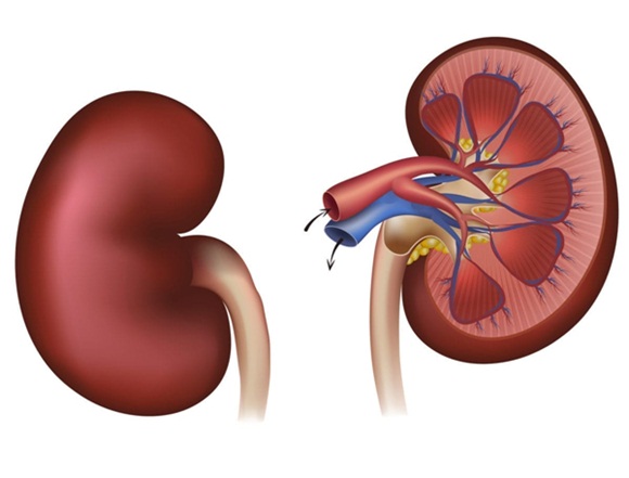 Viêm Thận Kẽ: Nguyên Nhân, Triệu Chứng Và Điều Trị