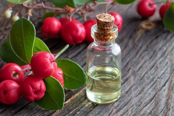 Các lợi ích của tinh dầu lộc đề xanh (wintergreen)