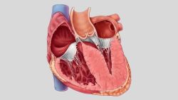 Tìm hiểu về bệnh cơ tim phì đại (HCM)