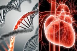Tất cả những điều cần biết về bệnh cơ tim di truyền