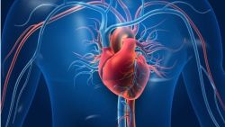 Tìm hiểu về tim: Tim là cơ hay cơ quan?