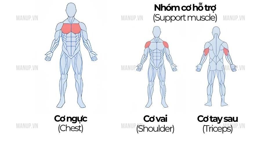 Nên tập nhóm cơ nào cùng nhau để tối ưu buổi tập?