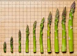 Dương Vật Ngừng Phát Triển Khi Nào?