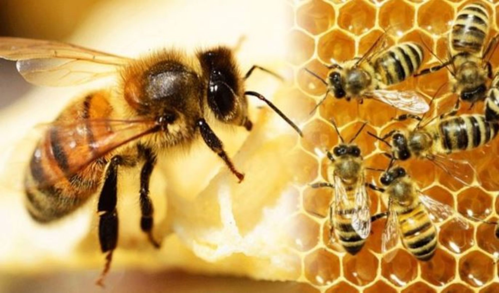 ong mật 4